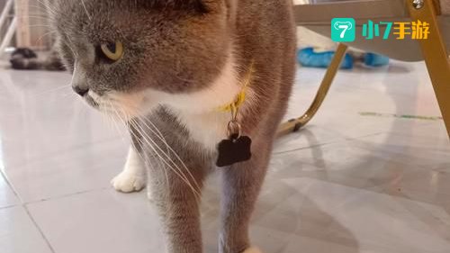 猫狗影院